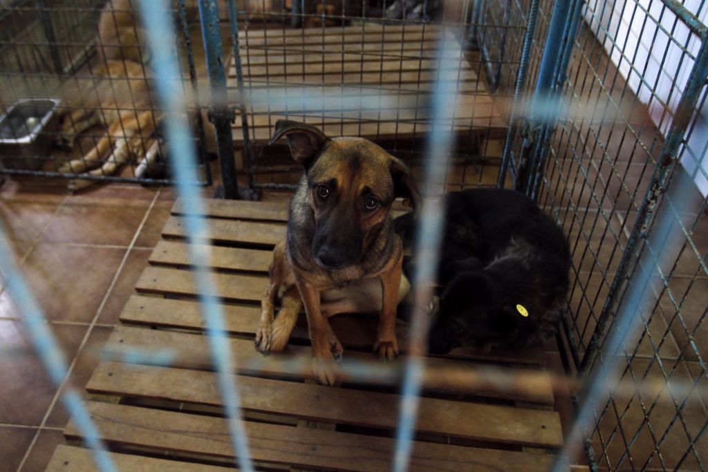 Συλλήψεις και αυτόφωρο για την κακοποίηση ζώων- Τι αναφέρει εγκύκλιος του Αρείου Πάγου