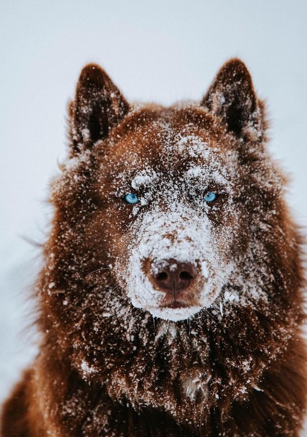 Ένα σπάνιο χάσκι κατακτά το Instagram