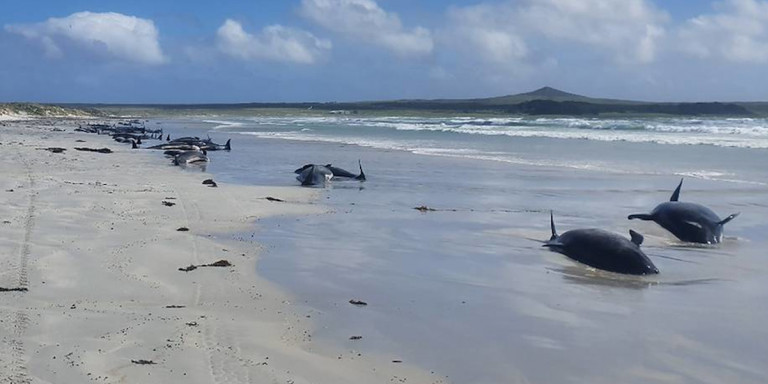 Νέα Ζηλανδία: Νεκρές 100 φάλαινες και δελφίνια που εξώκειλαν σε αβαθή νερά
