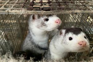 Κοζάνη : Η ασθένεια στα βιζόν ήρθε και στην Ελλάδα – Θετικά όλα τα δείγματα στη φάρμα