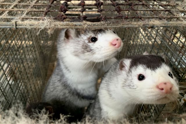 Κοροναϊός : Τι δείχνει η εξέταση για μετάλλαξη του ιού στα μινκ της Καστοριάς