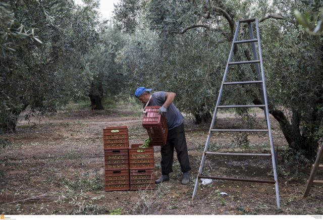 Κρήτη: Πώς θα αποζημιωθούν οι αγρότες που επλήγησαν από τη θεομηνία και δεν καλύπτονται από τον ΕΛΓΑ | tanea.gr