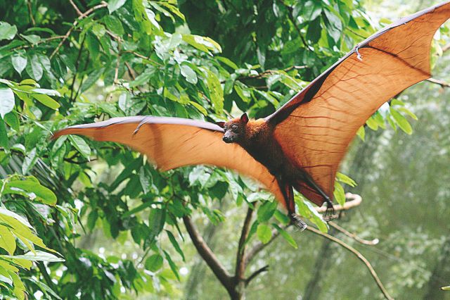 Κοροναϊός : Βρέθηκαν συγγενικοί ιοί σε νυχτερίδες που φυλάσσονταν σε καταψύκτες σε Ιαπωνία και Καμπότζη | tanea.gr