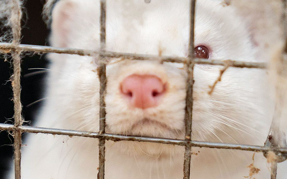 Κοζάνη: Θα θανατωθούν τα βιζόν με κοροναϊό – Δεν ανιχνεύτηκε ακόμη μετάλλαξη της Covid-19