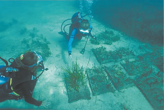 Υποβρύχια αναδάσωση στο Αιγαίο