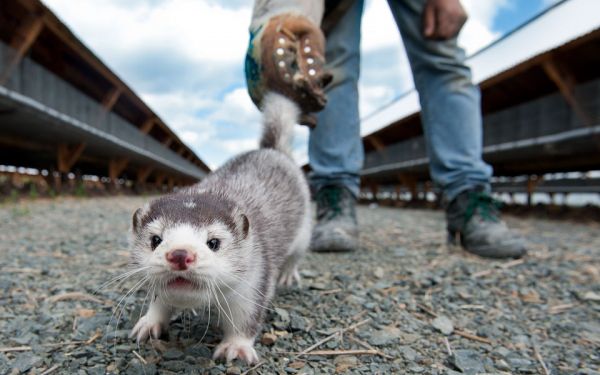 Θεσσαλονίκη : Covid-free η μονάδα εκτροφής βιζόν στα όρια του Δήμου Πυλαίας – Χορτιάτη