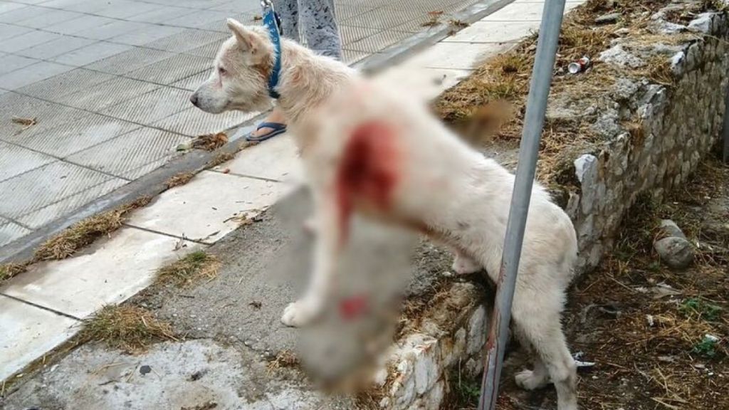Νίκαια : Φυλάκιση τρία χρόνια με αναστολή στον καθηγητή που μαχαίρωσε τον σκύλο