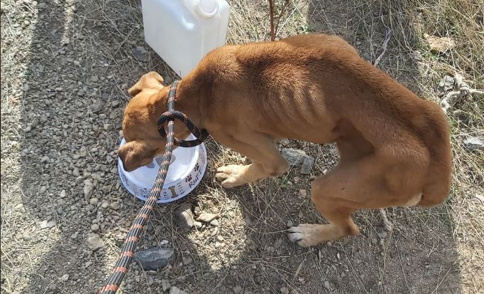 Κερατέα: Σκύλος βρέθηκε κρεμασμένος σε άθλια κατάσταση