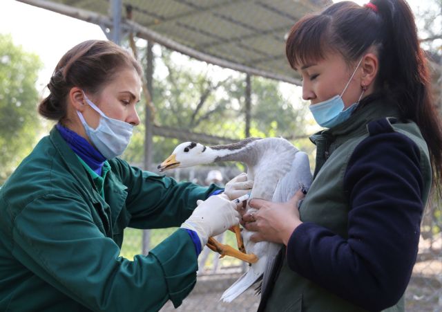 Γρίπη των πτηνών: Ανησυχία από τα στοιχεία εξάπλωσης στην Ευρώπη | tanea.gr