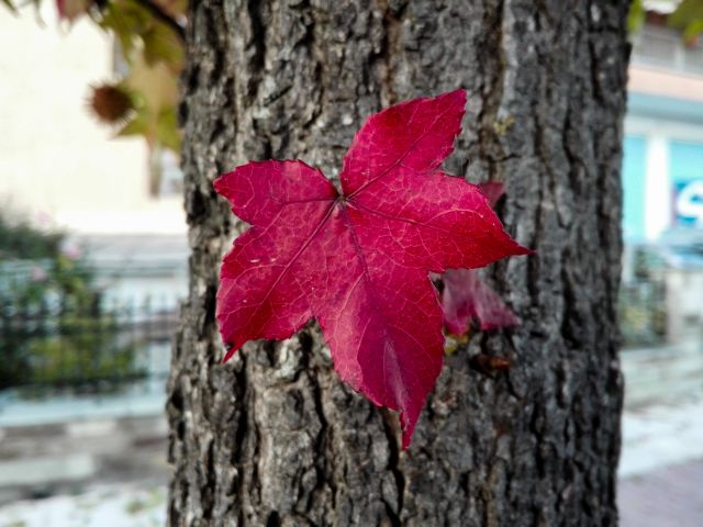Τα φύλλα των δέντρων πέφτουν νωρίτερα το φθινόπωρο λόγω της κλιματικής αλλαγής | tanea.gr