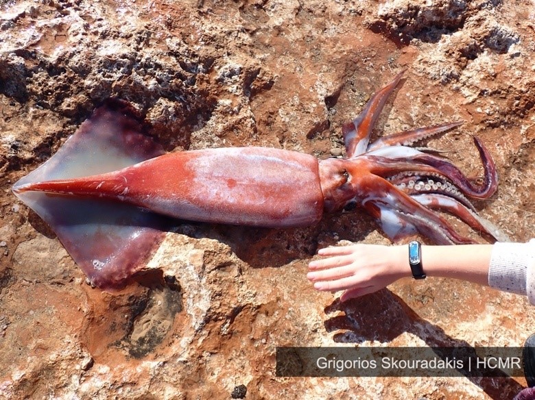 Σπάνιο καλαμάρι ενός μέτρου ξεβράστηκε στην Κρήτη