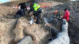 Λέσβος: Βρέθηκε εντυπωσιακό απολιθωμένο δέντρο με τα κλαδιά του [εικόνες]