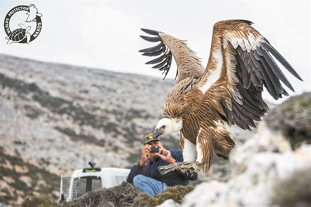 «Εξαγωγή»… αρπακτικών πτηνών από την Κρήτη προς την ηπειρωτική Ελλάδα