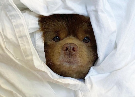 Το σκυλάκι που μοιάζει με αρκουδάκι έχει ξετρελάνει το Instagram