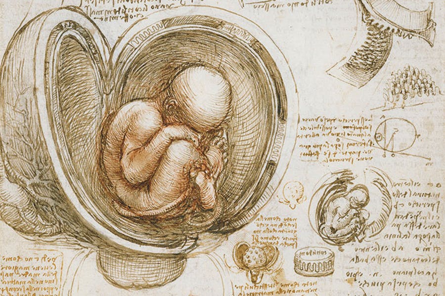 Λεονάρντο Ντα Βίντσι : Εντοπίστηκαν ίχνη μυκήτων, βακτηρίων και ανθρώπινου DNA σε σχέδια του μεγάλου καλλιτέχνη