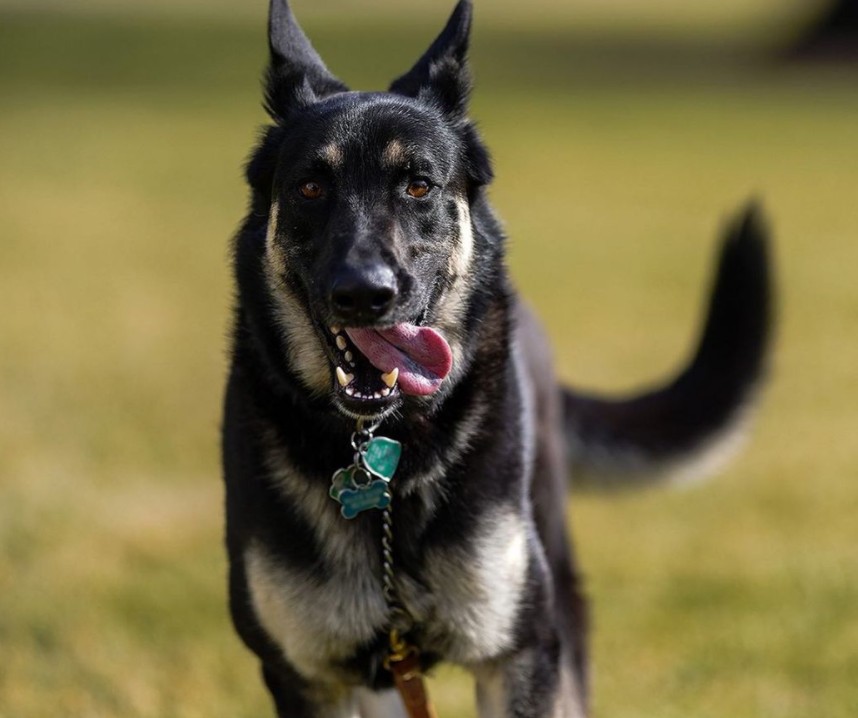 Τα σκυλιά της οικογένειας Μπάιντεν διασκεδάζουν πολύ στον Λευκό Οίκο