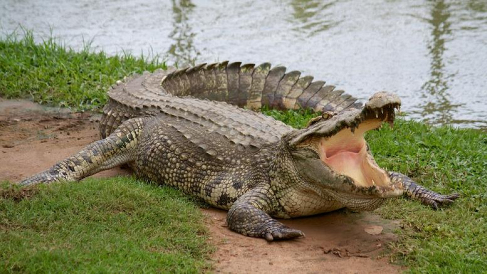 Γιατί οι κροκόδειλοι μένουν ίδιοι από την εποχή των δεινοσαύρων;