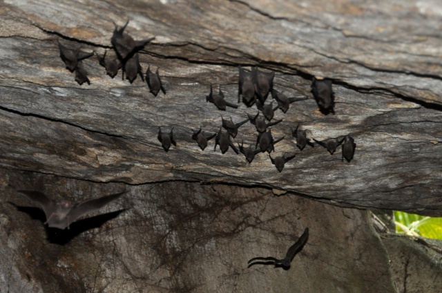 Ερευνες και σε σπηλιές νυχτερίδων ζητά ο ΠΟΥ για την ιχνηλάτηση του κοροναϊού