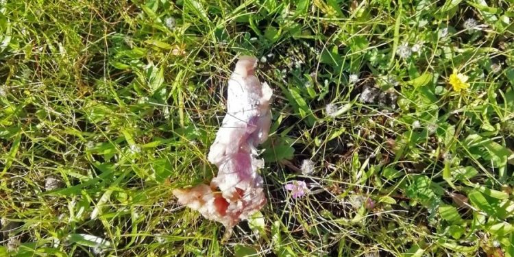 Κρήτη : Ασυνείδητος τοποθέτησε δηλητηριασμένα δολώματα – Τα κατανάλωσαν πάνω από 25 σκυλιά