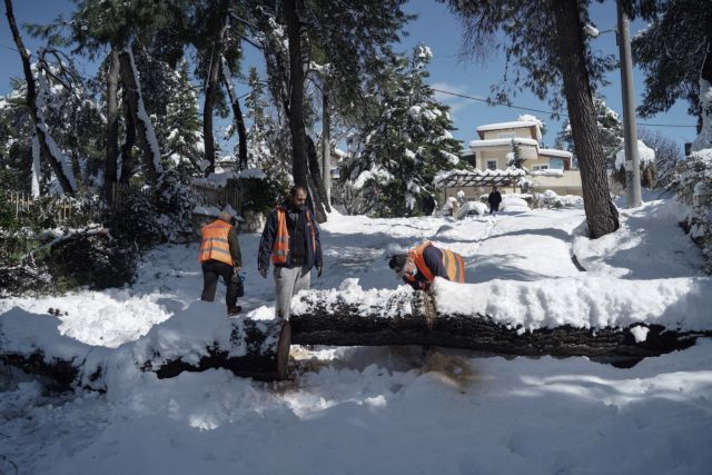 ΚΕΔΕ : Δεν έχουν οι δήμοι την ευθύνη για το κλάδεμα δέντρων κατά μήκος των γραμμών μεταφοράς ενέργειας