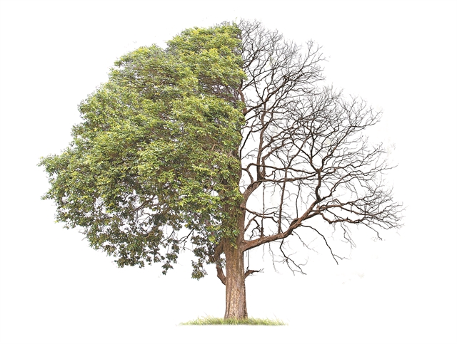 Αν ξεκινήσουμε τώρα, η συμφιλίωση με τη φύση είναι δυνατή