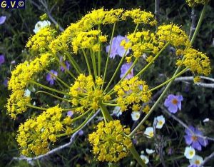 Θαψιγαργίνη : Ποιο είναι το νέο ελπιδοφόρο φάρμακο κατά του κοροναϊού