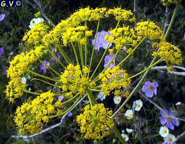 Θαψιγαργίνη : Ποιο είναι το νέο ελπιδοφόρο φάρμακο κατά του κοροναϊού