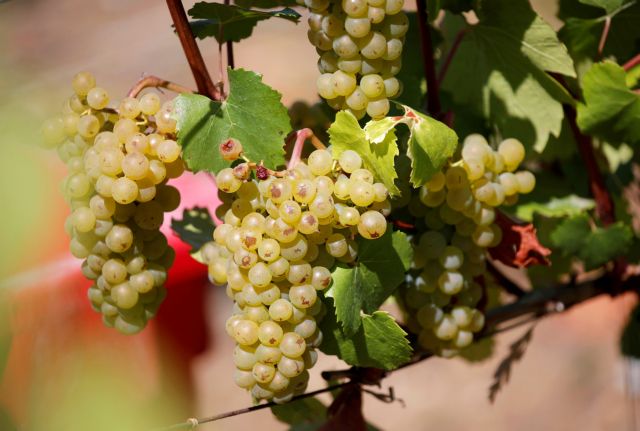 Η δουλειά που ονειρευόσασταν: Δωρεάν διαμονή σε αμπελώνα με μισθό… 10.000 δολάρια