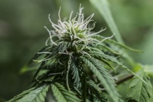 Νόμιμη στη Νέα Υόρκη η ψυχαγωγική χρήση κάνναβης
