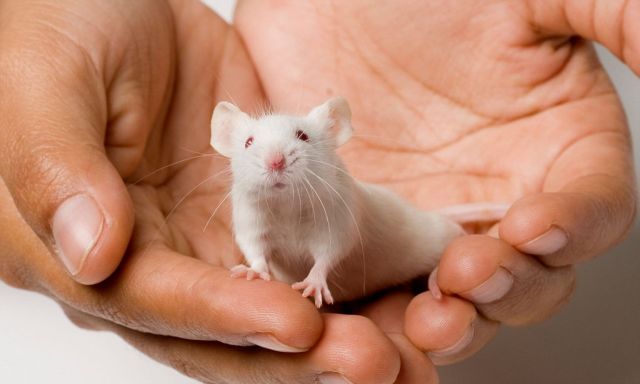 Επιστήμονες στο Ισραήλ μεγάλωσαν έμβρυα ποντικιών μέσα σε τεχνητή μήτρα