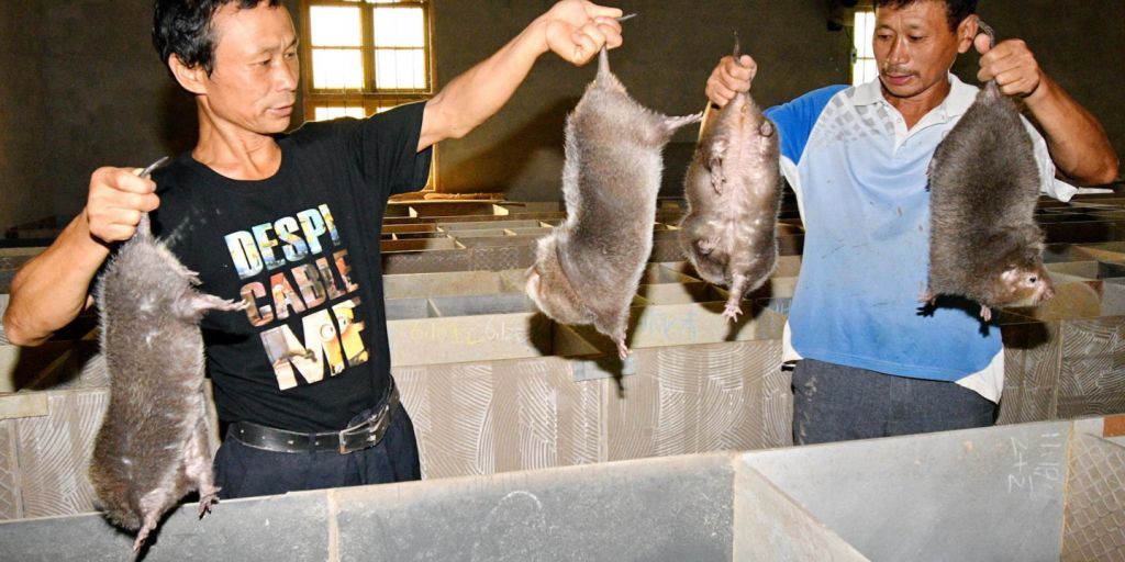 Ο κοροναϊός προήλθε από κινεζικά εκτροφεία άγριων ζώων λέει μέλος της αποστολής του ΠΟΥ