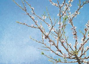 Διαθέσιμη online η συλλογή Σωτήρη Φέλιου