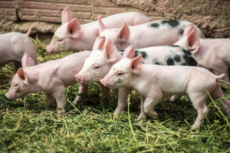 Η αφρικανική πανώλη έπληξε φάρμα με 16.000 χοίρους