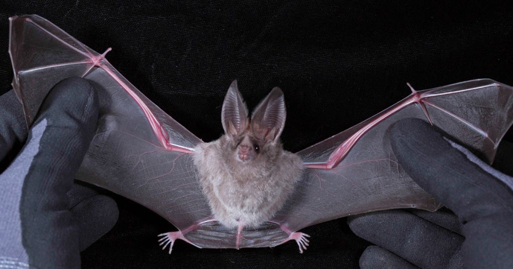 Ακόμα 4 κοροναϊοί σαν τον SARS-CoV-2 ανακαλύφθηκαν στην ίδια περιοχή της Κίνας