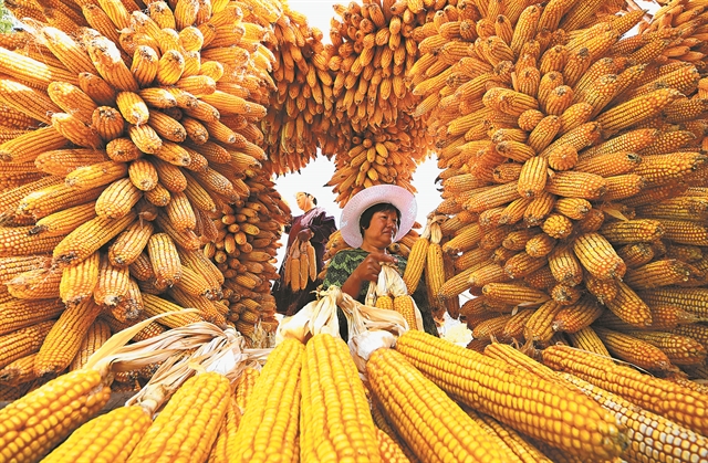 Εξέγερση κατά της κινεζικής μοίρας