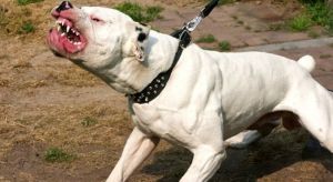 «Μου έκοψε τη μύτη και το στόμα με τα δόντια του»: Η μάχη στο νοσοκομείο μιας 35χρονης μετά την επίθεση από πιτ μπουλ που υιοθέτησε