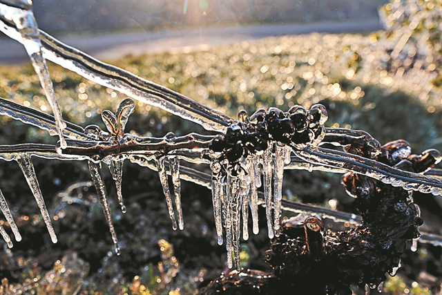 Το ανοιξιάτικο ψύχος «έκαψε» τους αμπελώνες της Γαλλίας