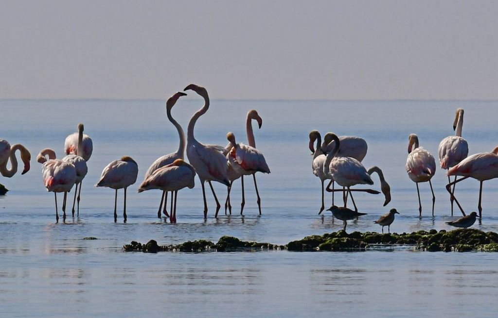 Ναύπλιο: Υπέροχο θέαμα με την επίσκεψη δεκάδων φλαμίνγκο