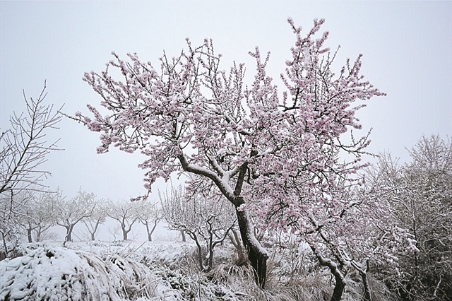 Ολική καταστροφή λόγω παγετού