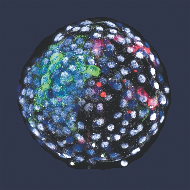 Τρόμος με έμβρυα από ανθρώπους και πιθήκους