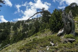 Η Ελλάδα αποκτά δικά της «μάτια» – Το πρόγραμμα των 200 εκατ. ευρώ που αλλάζει την προστασία των δασών