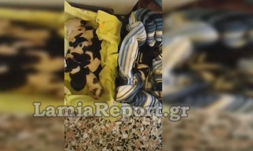 Φθιώτιδα : Ασυνείδητος πέταξε νεογέννητα κουταβάκια στα σκουπίδια