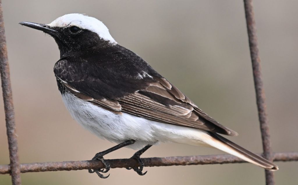 Ενα μοναδικό είδος πουλιού εντοπίστηκε στο Απολιθωμένο Δάσος Λέσβου