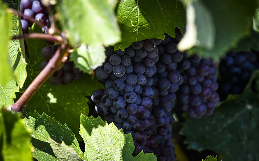 Οριο 30 ημερών για τις πληρωμές των παραγωγών