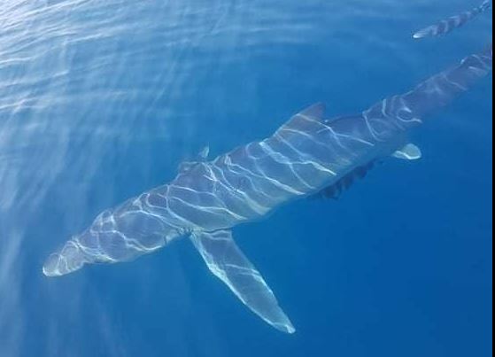 Καρχαρίας κολυμπούσε δίπλα σε ψαρόβαρκα στην Κινέτα