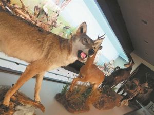 Δείπνο στο εστιατόριο του Μουσείου Φυσικής Ιστορίας…