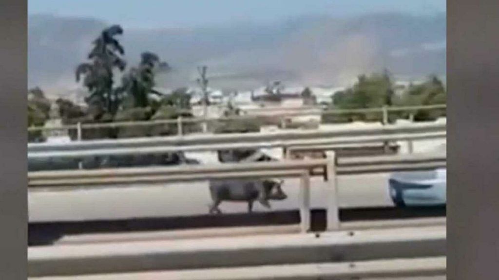 Aγριογούρουνα κάνουν βόλτες στην Εκάλη και την Εθνική Οδό – Βίντεο