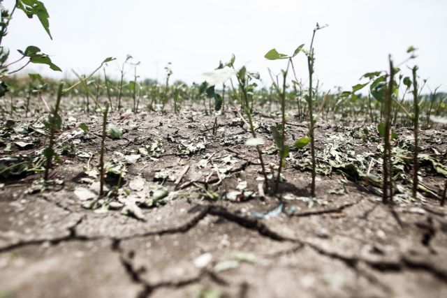 Χτυπήθηκαν καλλιέργειες από τη χαλαζόπτωση στη Δυτ. Θεσσαλία