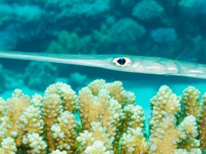 Εκατοντάδες τροπικά είδη εισβάλλουν στη Μεσόγειο