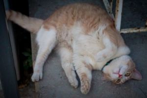 Βόλος: Σκότωσε γάτα και την πέταξε στα σκουπίδια – Θα πληρώσει 30.000 ευρώ